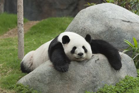 Panda sleeping Panda Facts, Giant Panda Bear, Carnivorous Animals, Sleeping Panda, Bear Sleeping, Bear Species, Baby Panda Bears, Sleeping Bear, Giant Panda