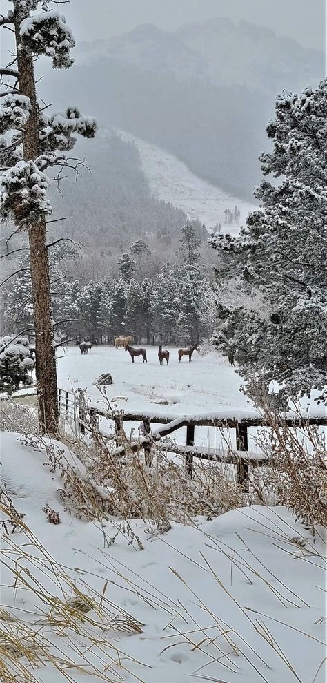 Estes Park, Colorado 🐴❄️ Glowworm Caves, Christmas Tree Forest, First Day Of Winter, Colorado Winter, Estes Park Colorado, Green Country, Places In The World, Estes Park, Tree Forest