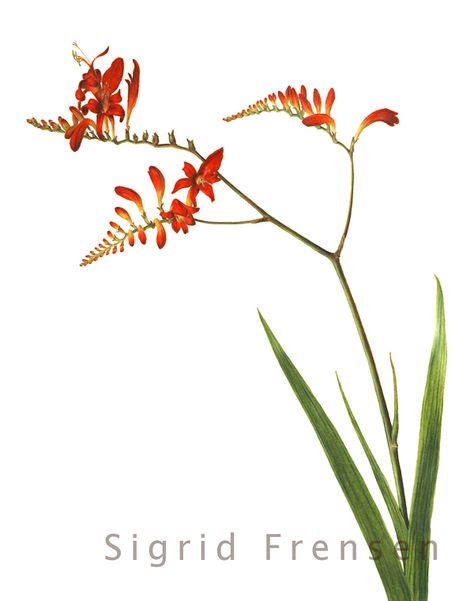 Crocosmia 'Lucifer' Colored Pencil Drawing Tutorial, Sketch Nature, Hawaiian Flower Tattoos, Plumeria Tattoo, Florida Plants, Pencil Drawing Tutorials, Hawaiian Tattoo, Plant Tattoo, Painting Courses