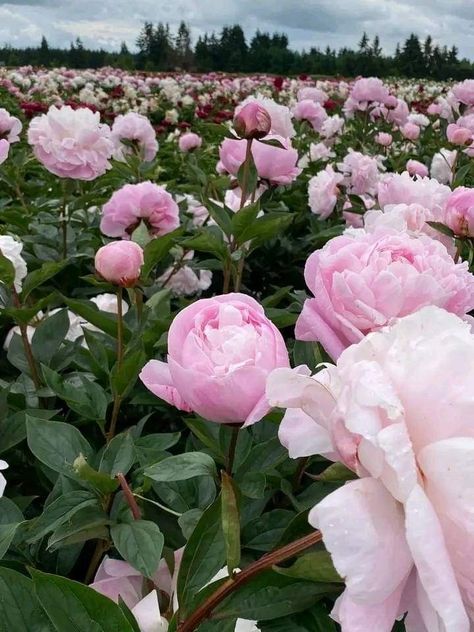 Peony Flower Field, Peonies Field, Peony Field, Peony Flower Garden, June 2024, Flower Farm, Peony Flower, Pink Peonies, Flower Field