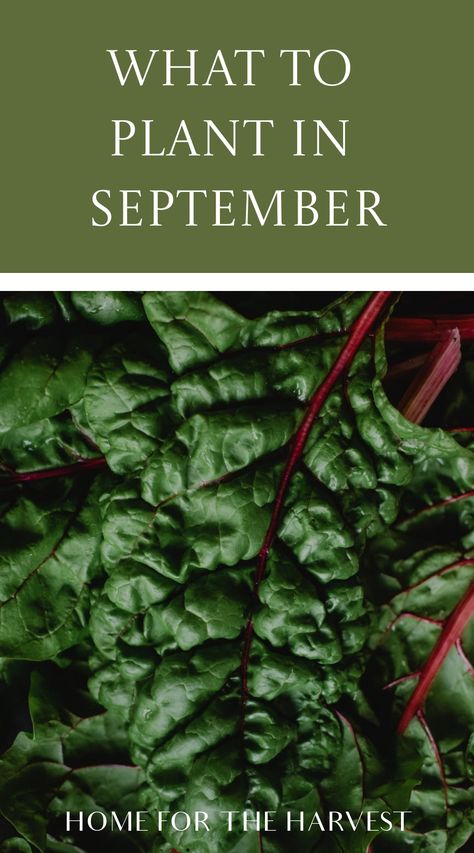 Crops To Plant In Fall, Things To Plant In September, Crops To Plant In September, Things To Plant In The Fall, Fall Raised Garden Beds, What To Plant In The Fall, Plants To Plant In Fall, September Planting, Vegetables To Plant In September