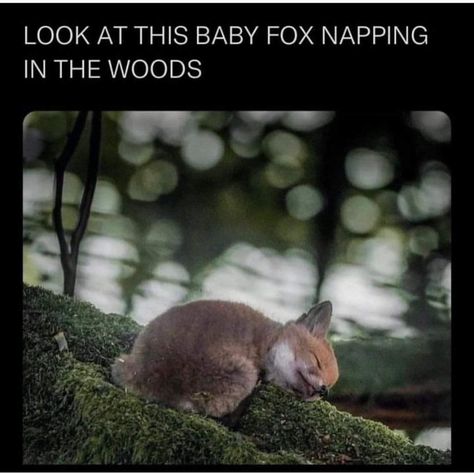 Fuchs Baby, Fox Pups, Baby Fox, Cute Fox, Funny Animal Memes, Cute Creatures, Animal Photo, Nature Animals, Cute Little Animals