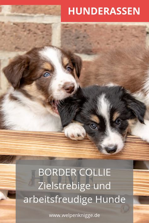 After The Wedding, Border Collie, Dog Breeds, Account Suspended, Cute Animals, Dogs, Animals