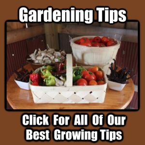 Preparing For Canning And Freezing Season… Preserving The Garden For Year Round Food | Old World Garden Farms Strawberry Jam Recipe With Honey, Canning Pantry, Grow Tomatoes Indoors, Fall Vegetable Gardening, Row Gardening, Old World Garden, Growing Tomatoes Indoors, Save Seeds, Round Food