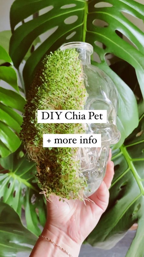 mely & trevor (@mtplanters) posted on Instagram • Aug 28, 2021 at 1:09am UTC Diy Chia Pet, Pet Diy, Chia Pet, Plant Mom, Diy Stuffed Animals, Chia Seeds, Indoor Garden, Chia, Pet