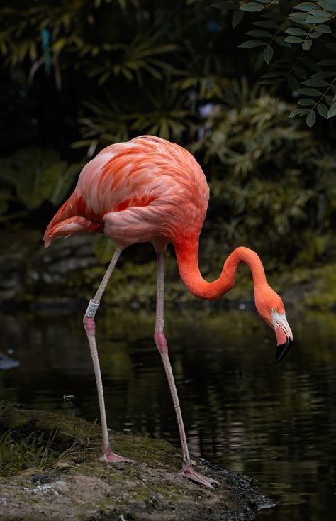 Foto de stock gratuita sobre agua, al aire libre, ambiente tropical, américa del sur, animal, ave exotica, ave tropical, ave zancuda, aviar, biodiversidad, cali, colombia, colores vibrantes, ecosistema, elegante, entorno natural, especies de aves, fauna, flamenco, flamenco americano, flamenco rosa, fotografía de aves, fotografía de naturaleza, fotografía de vida salvaje, grácil, habitat, hábitat de vida silvestre, naturaleza, observación de aves, ornitología, pájaro, phoenicopterus ruber, pierna Flamenco Animal, Cali Colombia, Habitat, Animals