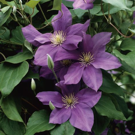 Botanical Sketches, Purple Clematis, Flower Types, Purple Garden, Garden Images, Veggie Garden, Growing Flowers, Types Of Flowers, Outdoor Plants