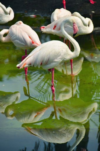 Flamingoes Greater Flamingo, Flamingo Photo, White Flamingo, Flamingo Bird, Flamingo Art, Big Bird, Pretty Birds, Birds Of Paradise, Animal Planet