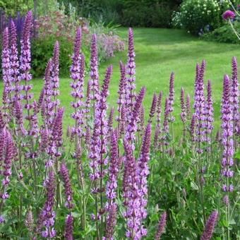 60 cm hoog zon juli/aug Salvia Argentea, Garden Border Plants, Plants For Planters, East Facing Garden, Salvia Nemorosa, Front Porch Garden, Townhouse Garden, Gravel Garden, Border Plants