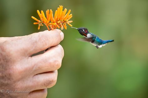 Smallest bird in the world - Bee Hummingbird visit 1200-1500 flowers in a single day and it plays an important role in transferring the pollen. Birds Quotes, Bee Hummingbird, Hummingbird Nests, Hummingbird Pictures, Cat Drinking, Like A Cat, Exotic Birds, Colorful Birds, Little Birds