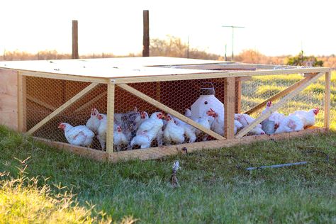 Chicken tractor designs for your meat chickens. Free Dimensions (DIY Plans) with wheels for your broilers moveable and portable coop. For free-range, pastured chickens on grass. Easy to make. Moveable Chicken Coop, Chicken Coop Designs Diy, Tractor Wheels, Chicken Coop Pallets, Meat Birds, Broiler Chicken, Chicken Pen, Backyard Chicken Coop Plans, Chicken Tractors