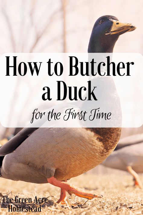 Backyard Ducks, Duck Breeds, Duck Farming, Raising Ducks, Acre Homestead, Raising Backyard Chickens, Farm Lifestyle, Homesteading Skills, Time Alone