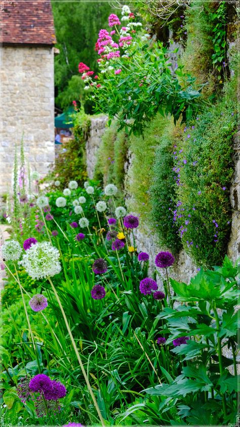 https://flic.kr/p/2pUnxqD | Purple & Green @ Ightham Mote Garden Kent | Allium hollandicum..Allium 'Purple Sensation' "Dutch garlic"...Allium 'Purple Sensation' is certainly sensational in its popularity among gardeners as well as its absolutely striking good looks, and you’ll be thrilled to have it. At the end of a fairly short stalk, 100 or more lavender purple stars shoot out in a circle of superb symmetry and seemingly painted-on colour. Any great artist would be proud to have designed these flowers, and a cluster is a breath-taking sight. Plant several Allium 'Purple Sensation' bulbs (commonly known as Dutch garlic) close together and see for yourself why this is one of the trendiest plant species to have in your garden. They also smell divine and butterflies flock to them. Allium Hollandicum, Purple Stars, Trendy Plants, Take A Breath, Plant Species, Lavender Purple, A Circle, Spring Garden, Purple Green