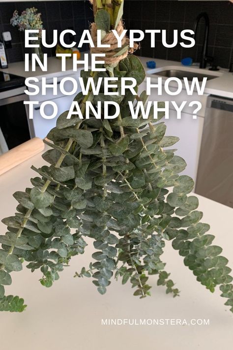 eucalyptus Eucalyptus Plant, Eucalyptus Bouquet, Fresh Eucalyptus, Dried Eucalyptus, Eucalyptus Branches, Hanging Plants Indoor, Shower Organization, Bathroom Plants, Women Health