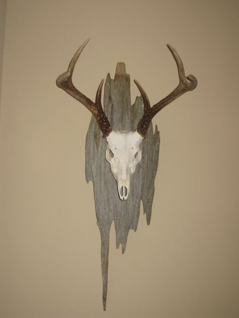 Euro Mount European Mount Ideas, Deer Mount Decor, Euro Mount, Deer Skull Decor, Deer Mount Ideas, Euro Mounts, Deer Hunting Decor, Deer Skull Mount, Deer Heads Mount