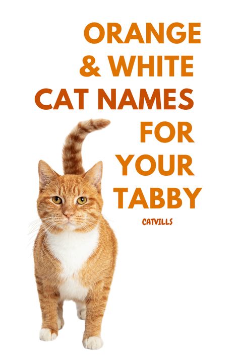 If you're looking for unique and creative names for your orange and white cat, then you've come to the right place! Catvills.com has compiled a comprehensive list of orange and white cat names, including both traditional and modern options. From old-fashioned monikers to more trendy ones, you're sure to find the perfect name for your cuddly companion. Keep reading to find out more! Orange And White Tabby Cats, Cat Names Orange, Orange Cat Names, One Syllable Girl Names, Tabby Cat Names, Girl Cat Names, White Tabby Cat, Orange And White Cat, Kitten Names