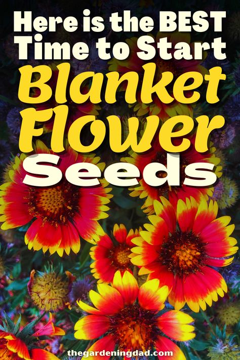 Do you want to start a new hobby of growing Blanket Flower Seeds? Look no further, The Gardening Dad will go over the best time to start your seeds. #Thegardeningdad #blanketflower #garden Planting Flowers From Seeds, Flowers From Seed, Blanket Flower, Indian Blankets, Different Types Of Flowers, Organic Soil, Pollinator Garden, Attract Butterflies, Beneficial Insects