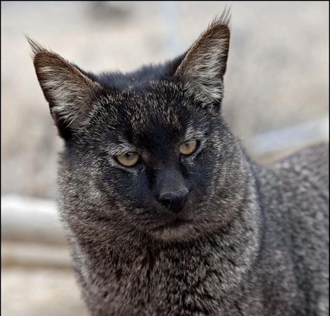 Jungle Cat (Felis chaus), dark morph - This medium-sized cat is found from southern China in the east through Southeast and Central Asia to the Nile Valley in the west. Chausie Cat, Wild Cat Species, Small Wild Cats, Sand Cat, Kitty Litter, Cat Species, Jungle Cat, Exotic Cats, Kinds Of Cats