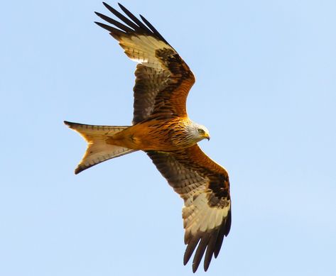 Red Kite In Flight, #Red, #Flight, #Kite Raptor Reference, Red Kite Bird, Bird Of Prey Tattoo, Medicine Plants, Interesting Birds, Red Kite, Bird In Flight, British Birds, African Grey Parrot