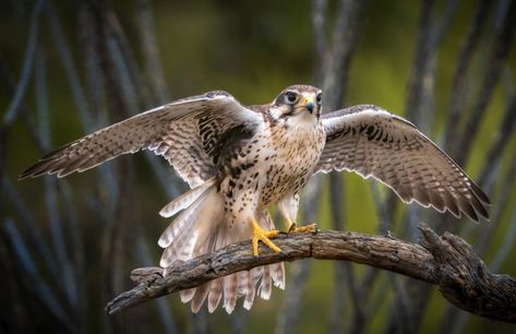 Prairie Falcon - American Bird Conservancy Prairie Falcon, Falcon Hunting, Flight Feathers, Ground Squirrel, Bird Migration, Peregrine Falcon, Red Tailed Hawk, Migratory Birds, Peregrine