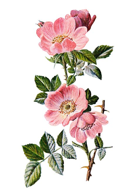 Here is a vintage illustration of a pretty pink Sweet Briar Rose. And a cleaner version of the illustration on a white background. I scanned the original image from Familiar Wild Flowers by F. Edwa… Rose Clip Art, Vintage Flower Illustration, Botanisk Illustration, Sweet Briar, Rose Illustration, Illustration Blume, Botanical Illustration Vintage, Rose Images, Rose Drawing