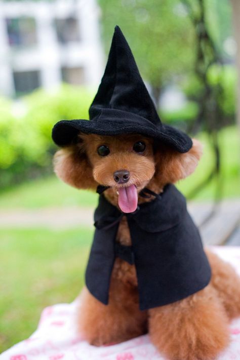 Cute Hooded Cloak Witch / Wizard Costume for Dogs and Cat Kitten, Cat Costume Pet Cosutmes >>> Details can be found by clicking on the image. (This is an affiliate link) #Dogcostumes Disney Dog Costume, Dog Witch Costume, Wizard Halloween, Yorkshire Puppies, Small Dog Costumes, Pet Costumes Cat, Wizard Costume, Pet Sweaters, Witch Costumes