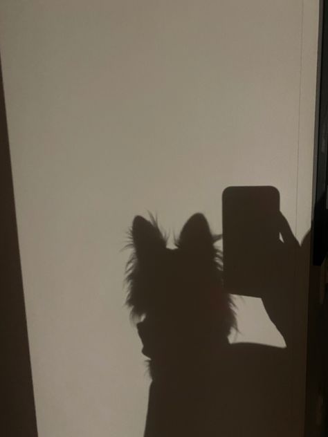 Aesthetic Chihuahua, Chihuahua Aesthetic, Ashley Core, + Core + Aesthetic, 2024 Vision, Wallpaper Aesthetic, Chihuahua, Human Silhouette, Real Life