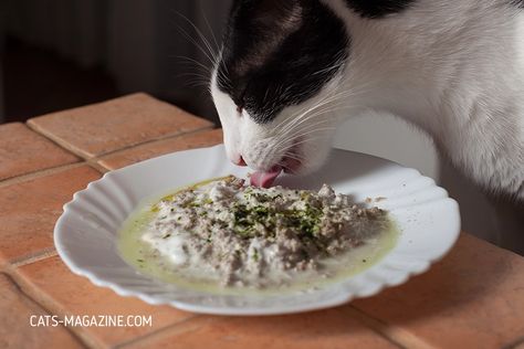 Making Homemade Cat Food: Guide to Cooking for Cats Home Cooked Cat Food, Cooked Cat Food Recipes, Kitty Care, Homemade Cat Food, Cat Magazine, Cat Eating, Cat Purr, Toxic Foods, Cooked Carrots