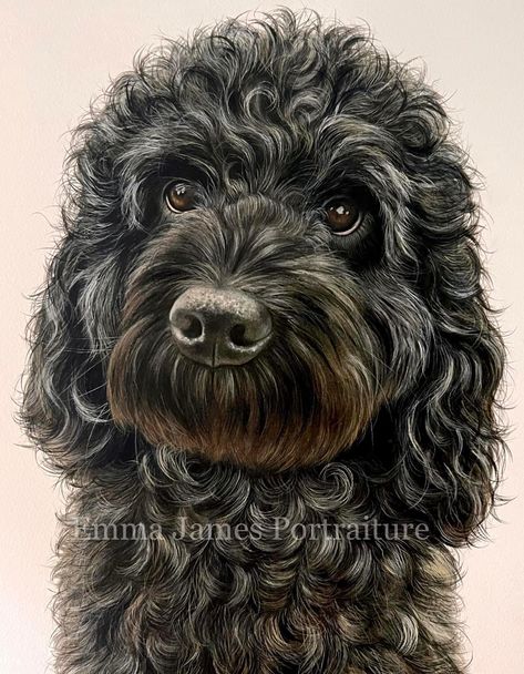 Black Poodle Painting, Black Poodle Drawing, Labradoodle Drawing, Labradoodle Art, Dog Noses, Poodle Drawing, Dogs Painting, Black Cockapoo, Black Labradoodle