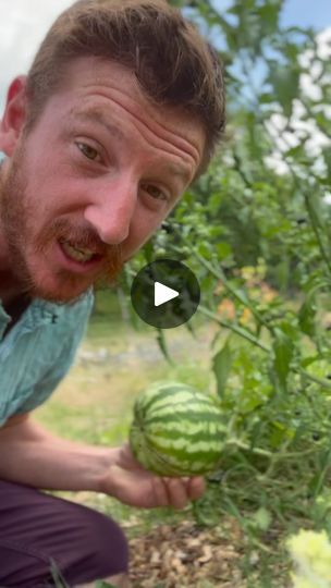 34K views · 3.6K reactions | 🍉 How to Tell When Your Watermelon is Ripe and Ready to Pick 🍉

Nothing beats the taste of a perfectly ripe watermelon fresh from the garden! Here are some key tips to help you determine when your watermelon is ready to harvest:

	1.	Check the Tendril: Look at the tendril nearest to where the watermelon attaches to the vine. If it has turned brown and dried up, that’s a strong sign your watermelon is ripe. As the fruit matures, the plant redirects its resources, causing the tendril to wither.
	2.	Surface Texture: The skin should be tough and resistant to scratching. Try lightly scratching the surface with your fingernail. If it’s difficult to scratch, your watermelon is likely ready.
	3.	Sound Test: Give your watermelon a good tap! A ripe watermelon will prod When To Pick Watermelon, Watermelon Vines, Perfect Watermelon, Ripe Watermelon, Vegtable Garden, Farm Land, Survival Gardening, The Fruit, Surface Textures