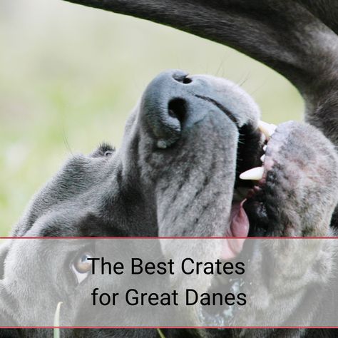 Great Dane Crate, Crate Beds, Custom Dog Crate, Dane Puppies, Crate Bed, Dog Crates, Giant Breeds, Dog Training Treats, Great Danes