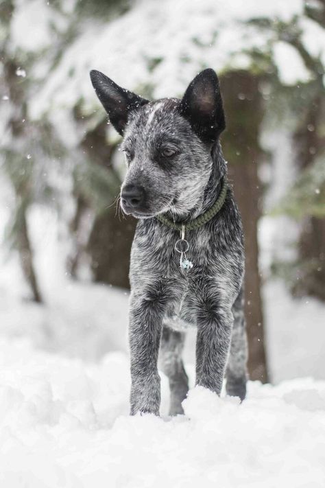 Black Australian Shepherd, Australian Shepherd Training, Dog Black And White, Austrailian Cattle Dog, Cattle Dogs Rule, Red Heelers, Snow Dog, Heeler Puppies, Active Dogs