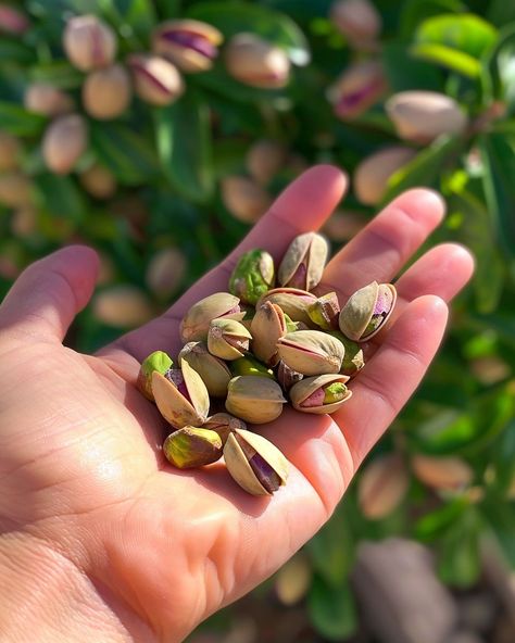 Pistachio Tree, Victory Garden, Flower Display, Potting Soil, Kitchen Garden, Fruit Trees, Horticulture, Garden Beds, Pistachio