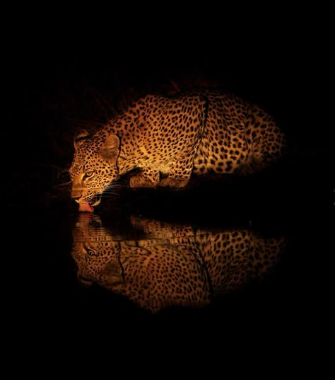 Elaine Hughes  • 23 weeks ago Lady Leopard Lapping Wildlife Photographer, Pretty Animals, The Leopard, Leopards, Big City, Dark Background, Black Panther, Big Cats, Spirit Animal