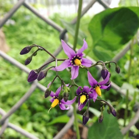 Bittersweet Plant, Bittersweet Nightshade, Night Sky Petunia, Belladonna Flower, Nightshade Flower, Nightshade Plant, Brooklyn Botanic Garden, Terrace Ideas, Poisonous Plants