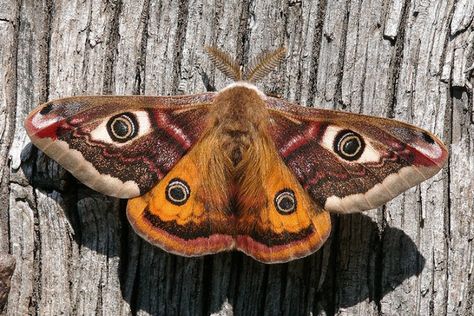 Bug Reference, Uk Moths, Moth Fly, Emperor Moth, Colorful Moths, Cute Moth, Tiger Moth, Moth Wings, Moth Art