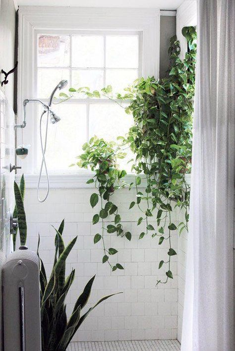 Bathroom plant idea for you...You could have vine plant setting on your shower ledge. Add a Little Green: Plants in the Bathroom | Apartment Therapy #bathroomplants Bathroom Plants Low Light, Ivy Plant Indoor, Best Indoor Hanging Plants, Plant Apartment, Plant Window, Spa Bathroom, Hanging Plant Wall, Plants Growing, Hanging Plants Indoor