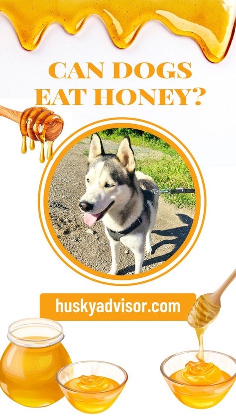 Adult dogs can eat honey only in small quantities. Honey is rich in enzymes, high in antioxidants, and has antifungal and antibacterial properties. Due to the high sugar content, it is important to use honey only in moderation. Puppies and dogs with the compromised immune system shouldn’t eat honey You shouldn’t feed honey to puppies under one year or dogs with a compromised immune system. Read more on my blog. 🤗 Honey For Dogs Benefits, Dog Treats With Honey, Local Honey Benefits, Honey For Dogs, Honey Dog Treats, Yogurt For Dogs, Holistic Dog Food, Raw Honey Benefits, Honey Lemon Water