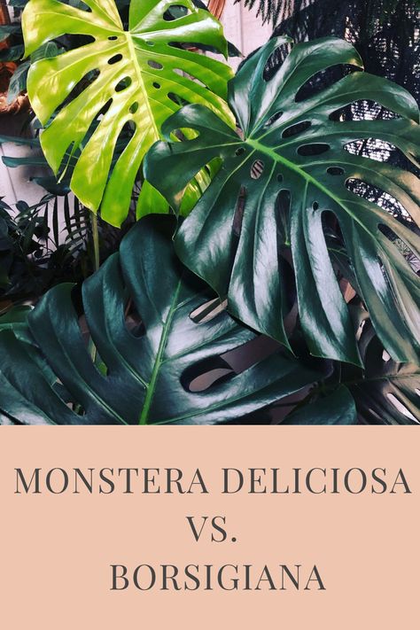 Monstera Borsigiana, Edible Landscaping, Monstera Deliciosa, House Plant Care, Garden Of Eden, Small Leaf, Growing Indoors, Little Garden, Small Plants