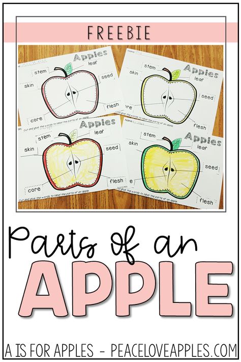 Apple Parts Free Printable, Parts Of An Apple Preschool Free Printable, Parts Of An Apple Free Printable, Parts Of An Apple Preschool, Parts Of An Apple, Apple Printable, Preschool Apple Activities, Preschool Apple Theme, Apple Life Cycle