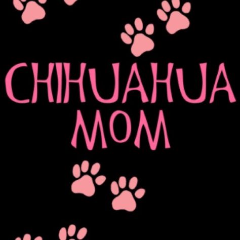 Chihuahua Quotes, Chihuahua Photos, Chihuahua Training, Chihuahua Mom, Best Dog Photos, Funny Dog Photos, Cute Dog Photos, Chihuahua Lover, Cute Chihuahua