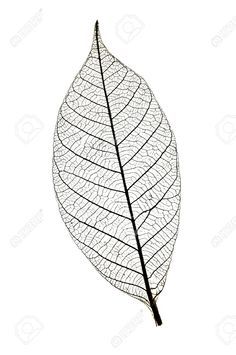 Leaf Skeleton, Henna Nails, Skeleton Drawings, Skeleton Tattoos, Nature Tattoos, Tree Tattoo, Better Future, Piercing Tattoo, Album Art