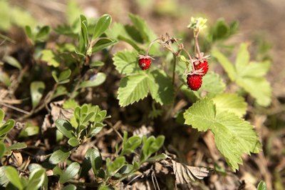 The strawberry is an easy-to-grow fruit-bearing plant that is productive during the first two years. After two years the plant will weaken and have an increased susceptibility to disease. The Alabama Cooperative Extension recommends growing the early-bearing strawberry varieties Cardinal and Earligrow for best ... Raised Strawberry Beds, How To Plant Strawberries, Strawberry Hanging Basket, Plant Strawberries, Strawberry Bed, How To Grow Strawberries, Strawberry Varieties, Strawberry Beds, Grow Strawberries