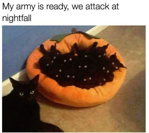 My army is ready, we attack at nightfall Cute Animal Memes, Funny Animal Photos, Silly Cats Pictures, Funny Animal Jokes, Funny Cat Memes, Funny Cat Pictures, Funny Animal Memes, Cute Animal Photos, Funny Cute Cats