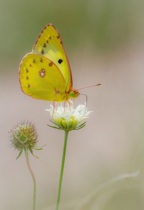 Colias hyale by Михаил Беспамятный on 500px Butterfly Paintings, Beautiful Butterfly Photography, Flying Flowers, Cute Small Animals, 강아지 그림, Beautiful Bugs, Study Help, Butterfly Pictures, Butterfly Drawing