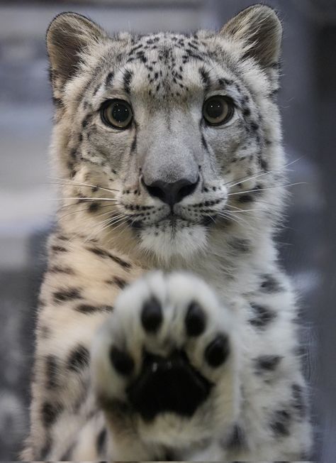 Söt Katt, Pretty Animals, Majestic Animals, Silly Animals, Cute Wild Animals, Cute Animal Photos, Snow Leopard, Silly Cats, Cute Creatures