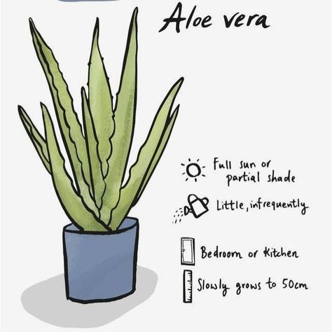 🌿 Meet the Common Aloe! 🌿 Say hello to the Aloe Vera, your new best friend for a green and healthy home! This amazing plant not only adds a touch of nature to your space but also comes with a host of benefits. 🌱✨ Care Tips: Light: Thrives in full sun or partial shade. Watering: Requires little water, so be sure to water infrequently. Placement: Perfect for the bedroom or kitchen. Growth: Slowly grows up to 50cm, making it ideal for any room size. Did you know? There are over 500 different ... Household Plants, Plant Care Houseplant, Plant Journal, Inside Plants, Aloe Plant, Aloe Vera Plant, Growing Plants Indoors, Indoor Plant Care, Hallway Ideas Entrance