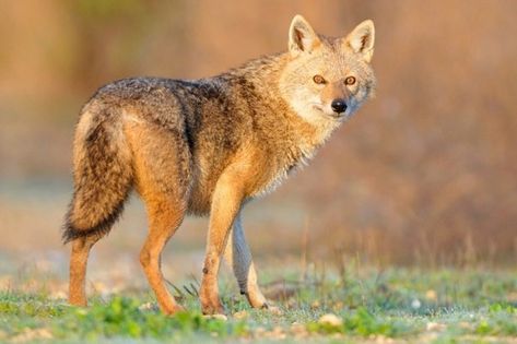 European countries can't agree if the golden jackal is native - and therefore whether it should be protected. Coyote Aesthetic, Coyote Wallpaper, Golden Jackal, Black Backed Jackal, East Europe, Animal Facts, Wild Dogs, Like Animals, Wallpaper Art