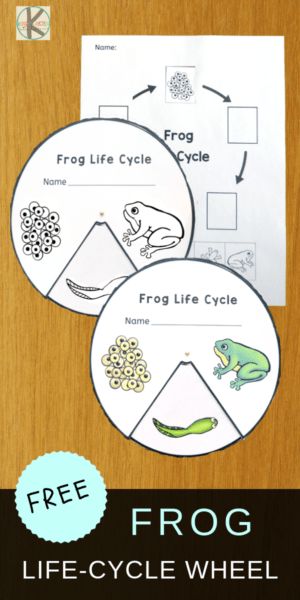 FREE Frog Life-Cycle-Wheel to help kids learn about life cycles plus 21 Life Cycle of a Frog for Kids Resources #lifecycles #frogs #froglifecycles #lifescience #freeprintables #preschool #kindergarten Frog Life Cycle Craft, Frog Life Cycle Activities, Plant Life Cycle Worksheet, Frogs Preschool, Kindergarten Science Experiments, Frogs For Kids, Life Cycle Of A Frog, Cycle For Kids, Frog Activities