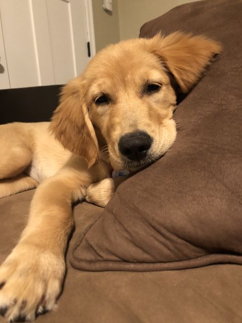 #goldenretrieverpuppies #goldens #puppylove #puppy #puppies Ginger Dog, Fav Animal, Tiny Animals, Golden Labs, Golden Puppy, I Like Dogs, Black Labrador Retriever, Golden Goddess, Black Labrador